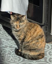 Lost Female Cat last seen Holiday near autumn drive, Eagle Mountain, UT 84005