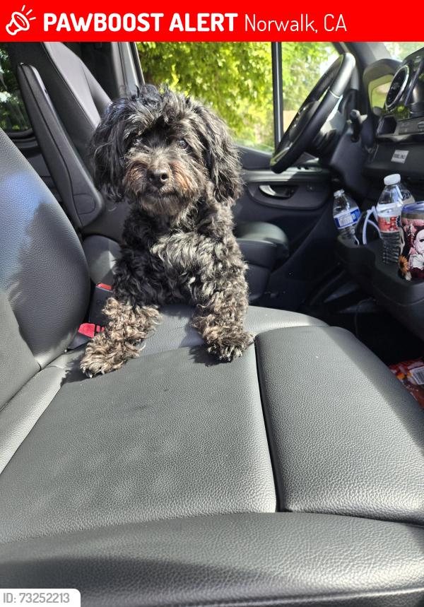 Lost Female Dog last seen Near Elmcroft Ave. NORWALK ca, Norwalk, CA 90650