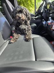 Lost Female Dog last seen Near Elmcroft Ave. NORWALK ca, Norwalk, CA 90650