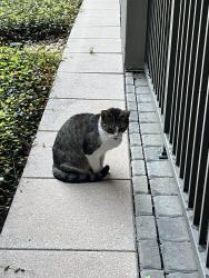 Found/Stray Unknown Cat last seen Phipps boulevard, Atlanta, GA 30326