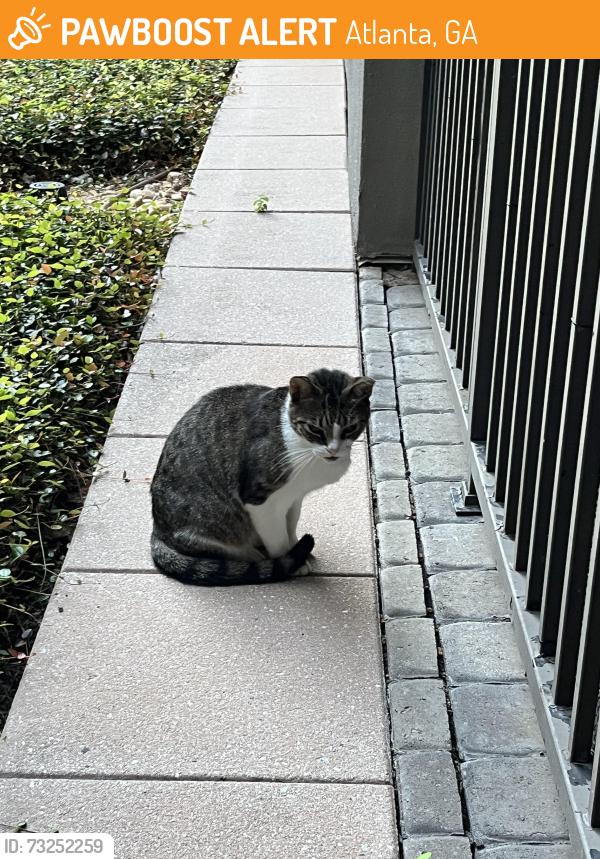 Found/Stray Unknown Cat last seen Phipps boulevard, Atlanta, GA 30326