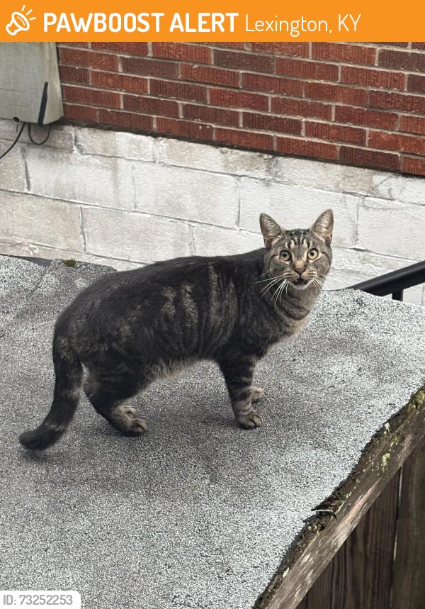 Found/Stray Unknown Cat last seen Loudon Ave, Lexington, KY 40505