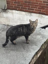 Found/Stray Unknown Cat last seen Loudon Ave, Lexington, KY 40505