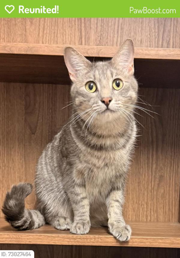 Reunited Male Cat last seen Kennerton court, Morayfield, QLD 4506