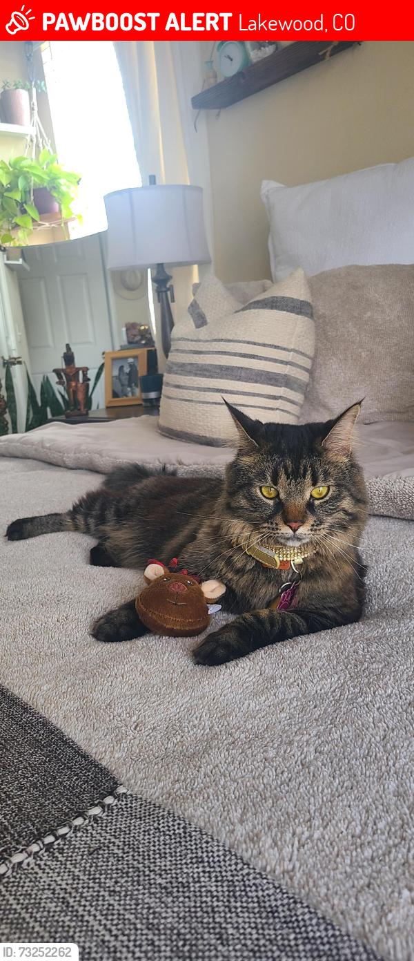 Lost Female Cat last seen Near quail street, Lakewood, CO 80215
