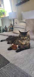 Lost Female Cat last seen Near quail street, Lakewood, CO 80215
