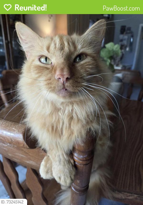 Reunited Male Cat last seen Near Emmanuel church road area, Rockwell, NC 28138