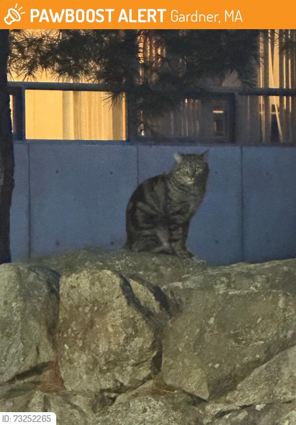 Found/Stray Unknown Cat last seen mount wachusett community college 444 Green St, Gardner, MA 01440, Gardner, MA 01440