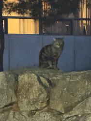 Found/Stray Unknown Cat last seen mount wachusett community college 444 Green St, Gardner, MA 01440, Gardner, MA 01440
