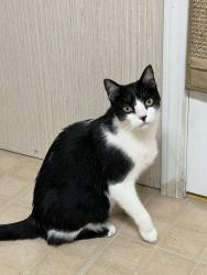 Reunited Male Cat last seen Charlton Heights Elementary School, Ballston Lake, NY 12019