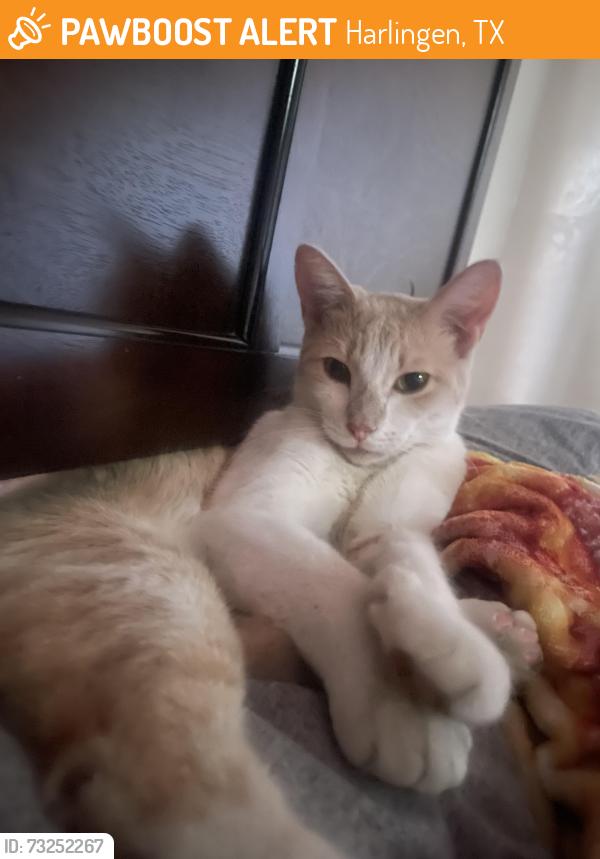 Found/Stray Unknown Cat last seen Hale and Camalot, Harlingen, TX 78550
