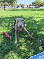 Reunited Male Dog last seen 101st and Normandie, Los Angeles, CA 90044