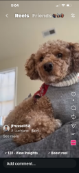 Lost Female Dog last seen Spring Hill road and Joppa road, Parkville, MD 21234