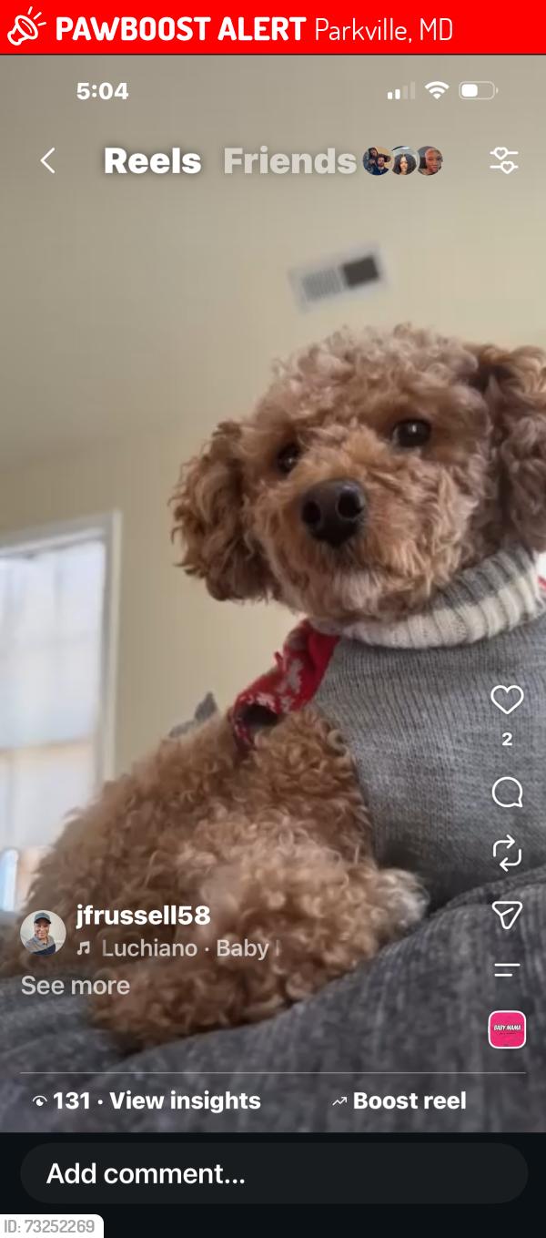 Lost Female Dog last seen Spring Hill road and Joppa road, Parkville, MD 21234