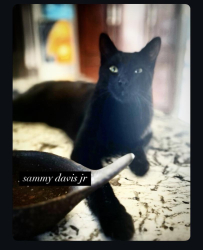 Lost Male Cat last seen Calle Pina Colada/Del Rey, Temecula, CA 92591