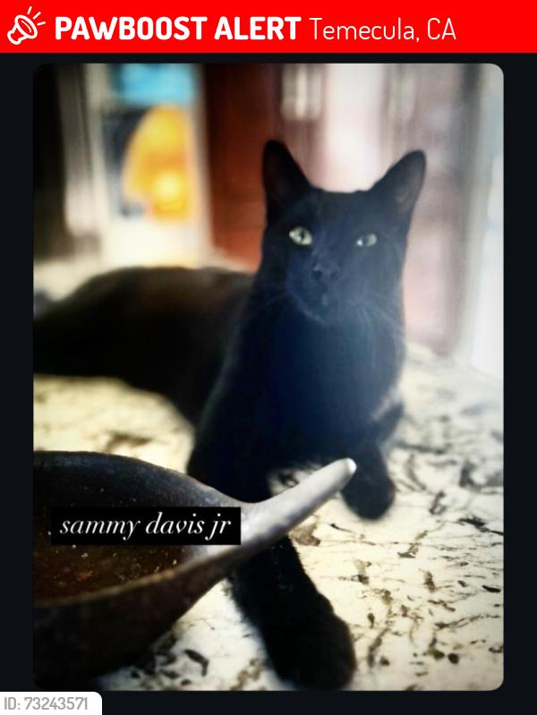 Lost Male Cat last seen Calle Pina Colada/Del Rey, Temecula, CA 92591