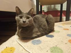 Lost Male Cat last seen Thompson & Keystone, Indianapolis, IN 46227