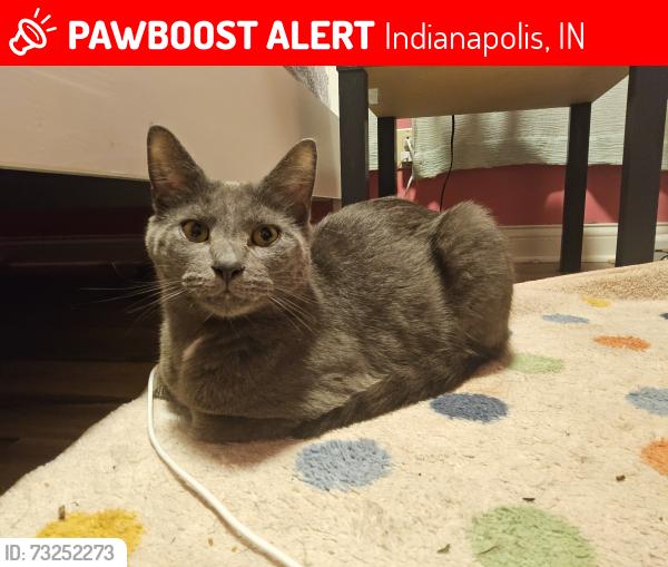 Lost Male Cat last seen Thompson & Keystone, Indianapolis, IN 46227