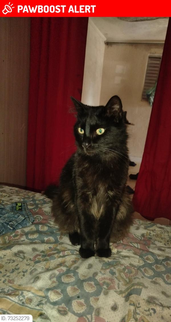 Lost Male Cat last seen rua castanhal, Jardim Santa Julia, SP 06867-500