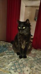 Lost Male Cat last seen rua castanhal, Jardim Santa Julia, SP 06867-500