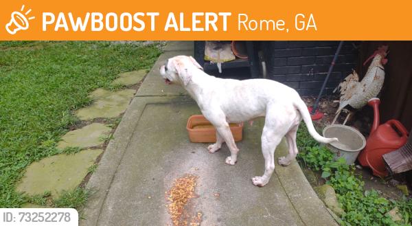 Found/Stray Female Dog last seen Turner road, Rome, GA 30165