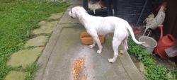 Found/Stray Female Dog last seen Turner road, Rome, GA 30165