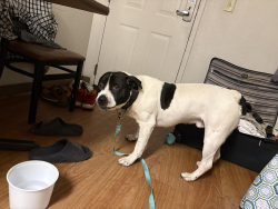 Found/Stray Male Dog last seen Shaw valentine, Fresno, CA 93722