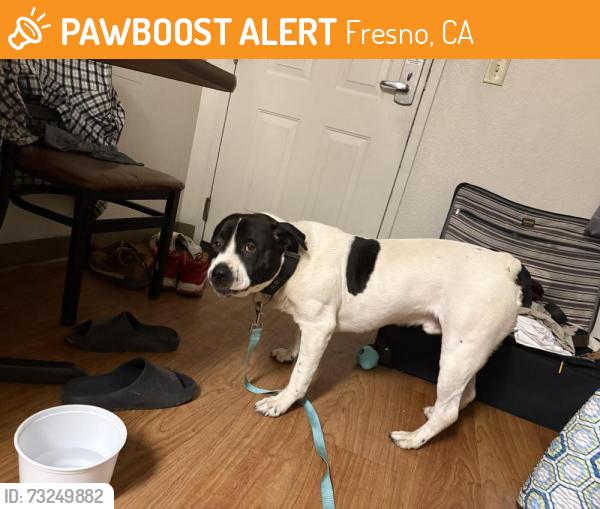 Found/Stray Male Dog last seen Shaw valentine, Fresno, CA 93722
