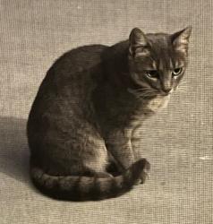 Reunited Unknown Cat last seen Reed/Monroe and Lawrence, Sunnyvale, CA 94086