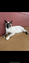 Lost Female Cat last seen Kealaloa Ave, Makawao, HI 96768