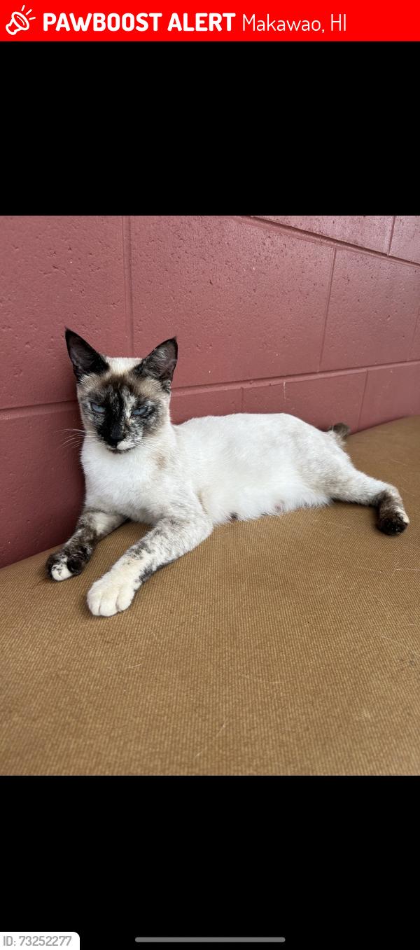 Lost Female Cat last seen Kealaloa Ave, Makawao, HI 96768