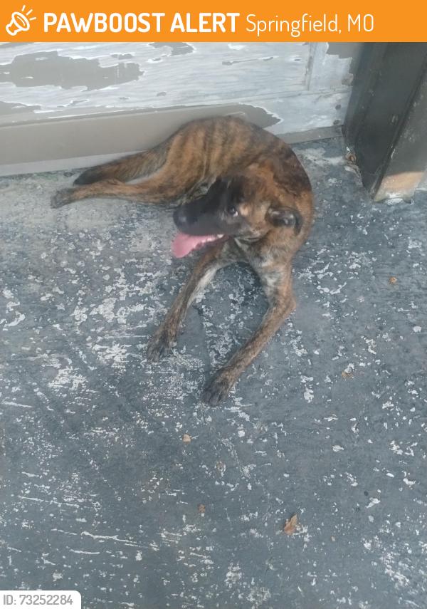 Found/Stray Unknown Dog last seen East Cairo Street, Springfield, MO 65802