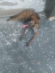 Found/Stray Unknown Dog last seen East Cairo Street, Springfield, MO 65802