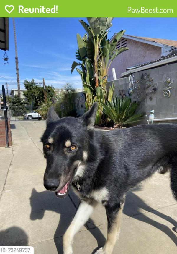 Reunited Male Dog last seen Ganahl st, Los Angeles, CA 90033