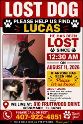 Lost Male Dog last seen Buena Ventura Lake 810 fruitwood dr Kissimmee 34743, Kissimmee, FL 34743