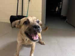 Shelter Stray Female Dog last seen , 232 Eslinger Way, Sanford, FL 32773, USA