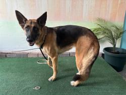 Shelter Stray Unknown Dog last seen , 4275 Elton St, Baldwin Park, CA 91706, USA