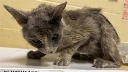 Shelter Stray Female Cat last seen HAYWOOD ST & ODONNELL AVE, 2127 Front St, Sacramento, CA 95818, USA