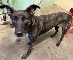 Shelter Stray Female Dog last seen 7TH AVE & GOVAN WAY, 2127 Front St, Sacramento, CA 95818, USA