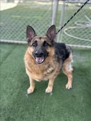 Shelter Stray Male Dog last seen , West Valley Animal Shelter, 20655 Plummer St, Chatsworth, CA 91311, USA