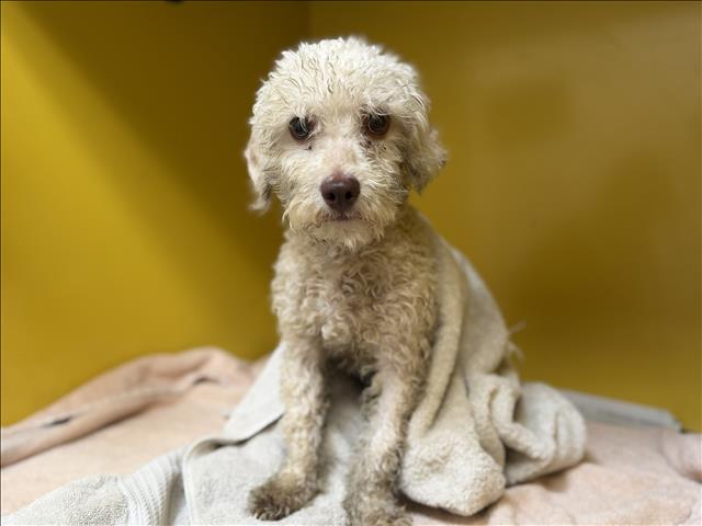 Shelter Stray Unknown Dog last seen , 3201 Lacy St, Los Angeles, CA 90031, USA