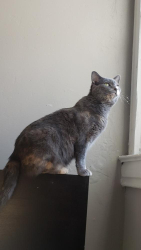 Lost Female Cat last seen Thornburg/Thornberry, Pittsburgh, PA 15205