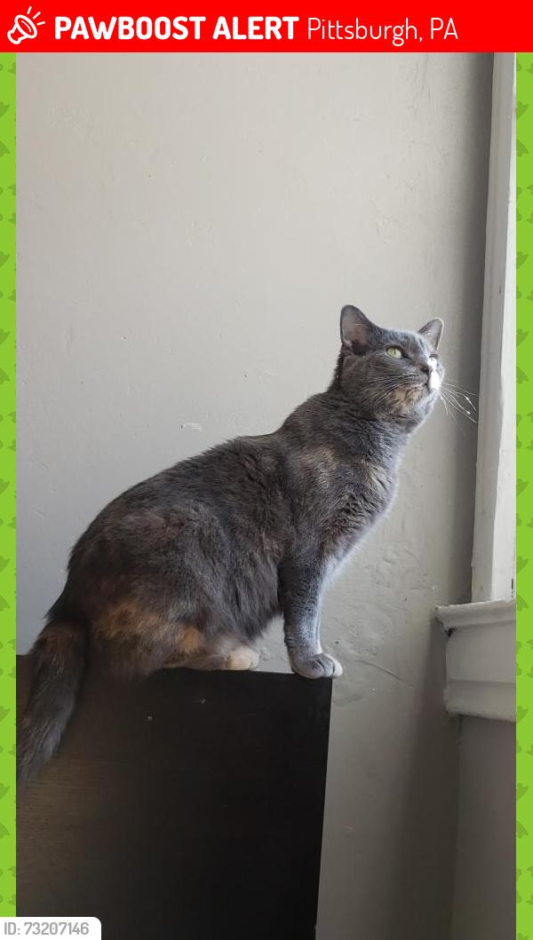 Lost Female Cat last seen Thornburg/Thornberry, Pittsburgh, PA 15205