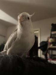 Lost Male Bird last seen San Pedro St and 43rd St, Los Angeles, CA 90011