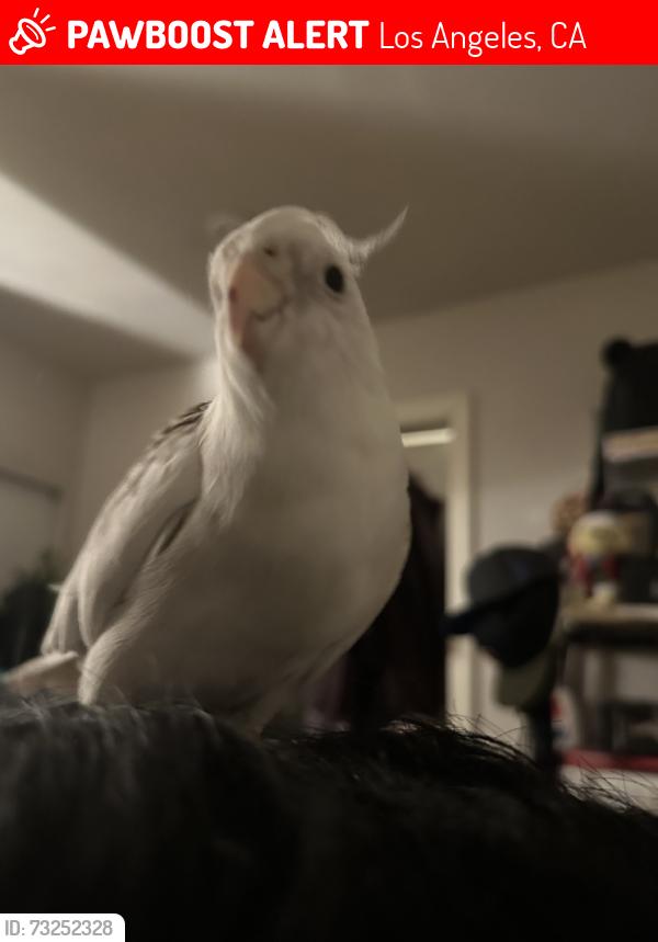 Lost Male Bird last seen San Pedro St and 43rd St, Los Angeles, CA 90011