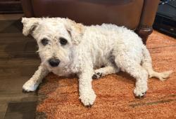 Found/Stray Male Dog last seen Ridgeview Middle School, Round Rock, TX 78665