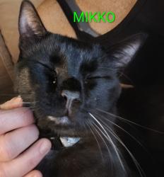 Lost Male Cat last seen Dartmouth and 60th Street north like off 5th ave north, St. Petersburg, FL 33710