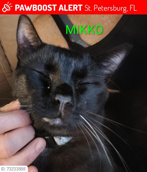 Lost Male Cat last seen Dartmouth and 60th Street north like off 5th ave north, St. Petersburg, FL 33710