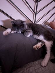 Lost Male Cat last seen Donnaha rd, Tobaccoville, NC 27050