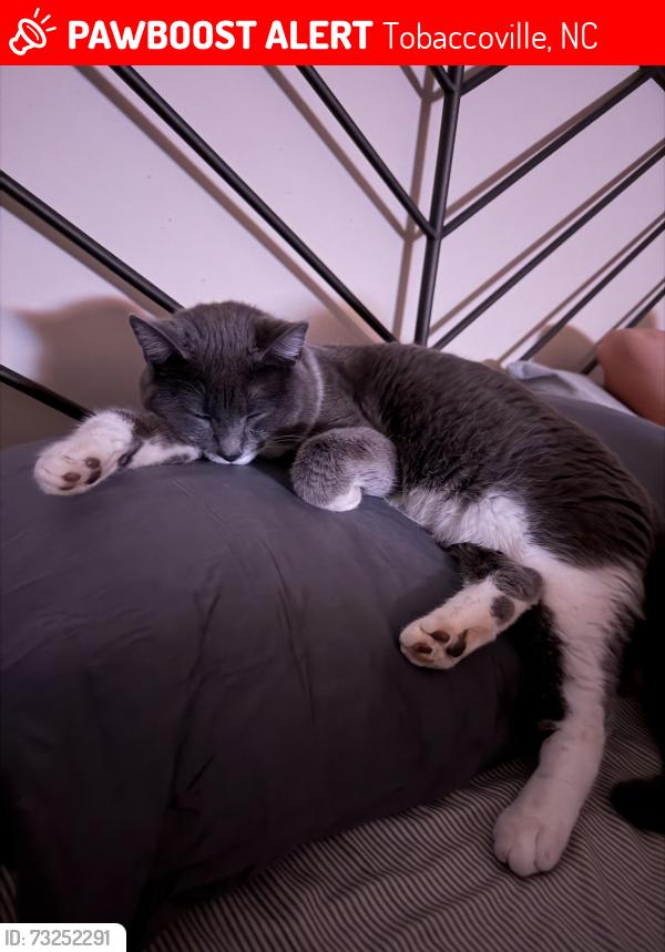 Lost Male Cat last seen Donnaha rd, Tobaccoville, NC 27050